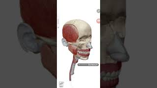 افضل برنامج اتلس اناتومي  Human Anatomy Atlas😍 screenshot 4