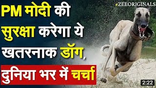 PM Modi की सुरक्षा करेगा ये खतरनाक डॉग, दुनिया भर में चर्चा ｜Mudhol Hound｜PM Security｜SPG｜Indian Dog