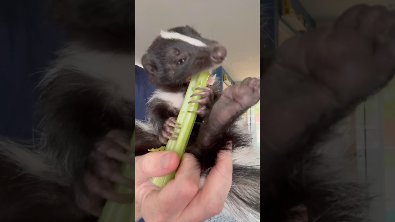 Little Phantom having a little snack.  #pets #skunk #phantomtheskunk