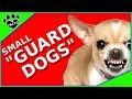 Top 10 Small Guard Dog Breeds - Tiny Watch Dogs - TopTenz