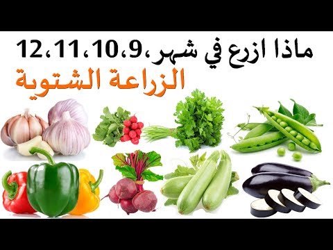 ماذا يزرع في شهر 9 10 11 12 سبتمبر اكتوبر نوفمبر ودجنبر الزراعة الشتوية