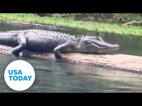 Shocking moment women floating down a river spot a resting alligator | USA TODAY