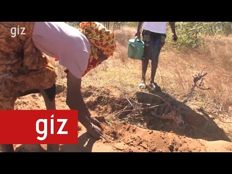 Doudou - The Green Businessman: Energy Wood Reforestation In Madagascar