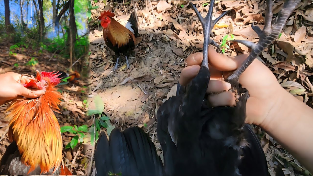 Dib qaib qu tuaj zoo heev li nawb hnub no