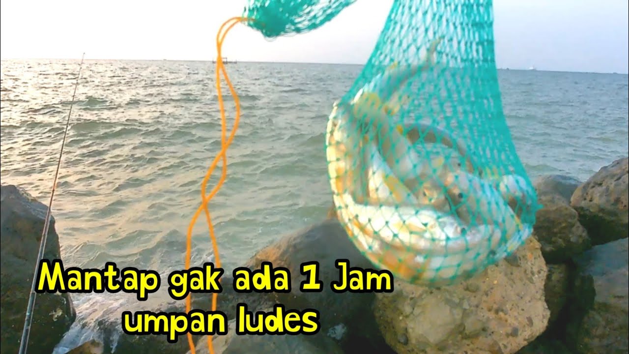 Ikan Jahat gada 1 jam umpan ludes II Mancing Rucahan Semarang 