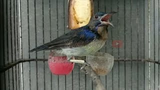 Kolibri Kelapa Full Besetan