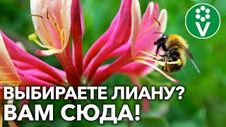 видео: ОЗЕЛЕНИТЕ САД ПО ВЕРТИКАЛИ! Неприхотливые ДЕКОРАТИВНЫЕ ЛИАНЫ для вашего сада картинка: ОЗЕЛЕНИТЕ САД ПО ВЕРТИКАЛИ! Неприхотливые ДЕКОРАТИВНЫЕ ЛИАНЫ для вашего сада