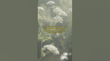 CÂU NÓI NHẸ NHÀNG NHẤT TÔI TỪNG NGHE #baihoccuocsong #motivation #cuocsong #trietlysong