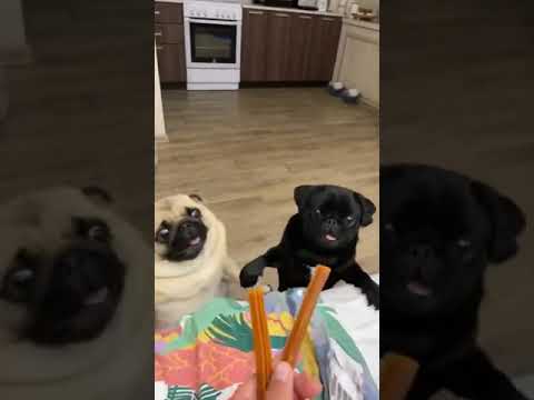 面白いパグ動画 かわいい犬動画 Funny Pug 153 Shorts Youtube