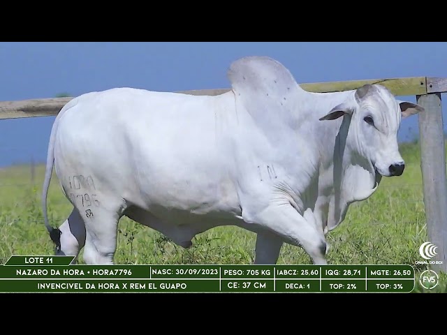 LOTE 11
