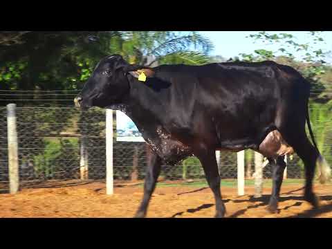 LOTE 38 3659 BW