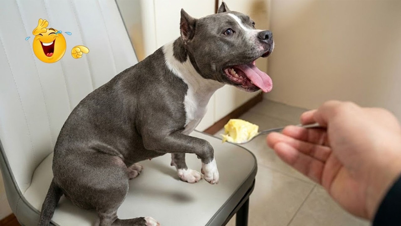 You Can’t Stop Laughing At These Dogs 🤣 FUNNIEST DOGS Video 2026