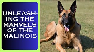 Unleashing the Marvels of the Malinois: The Belgian Shepherd's Extraordinary Journey by LES ANIMAUX DE COMPAGNIE  112 views 1 month ago 2 minutes, 42 seconds