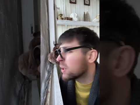 #юмор #топчик #сплетники #шарпей