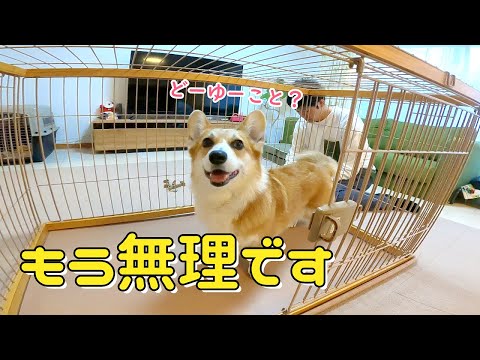 悩んだけれど コーギーの本気が怖くなりました Youtube