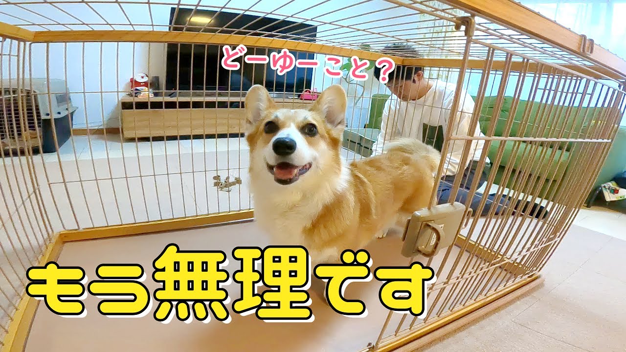 悩んだけれど コーギーの本気が怖くなりました Youtube