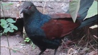 Rare Visit of Greater Coucal In My Backyard