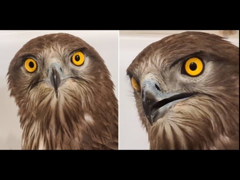 Snake-eating predator. Snake-eater: air gun enthusiasts' victim cured and headed to the zoo.