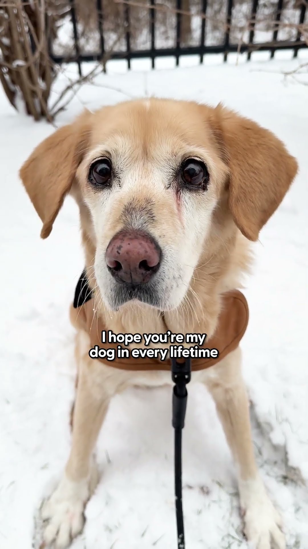 A Thank You To My Rescue | The Pack