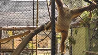 Swinging and Vocalizing (White Handed Gibbons)