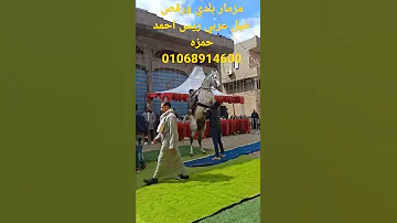رقص حصان مزمار بلدي الريس احمد حمزه 