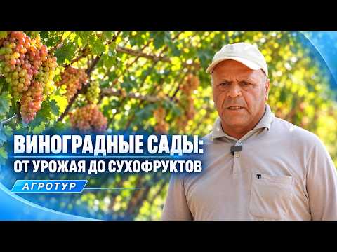 Vineyards: From Harvest to Dried Fruits | AGROTOUR (09/15/2026)