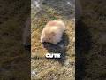 You're so cute 🥰 cute puppy dog 🐶 #cute #puppy #dog #pomeranian #shorts
