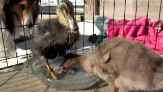 Ducklings: Malard & Runner by HorseLoverHMB 145 views 13 years ago 1 minute, 3 seconds