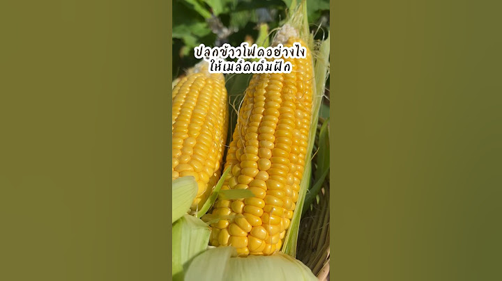 ปลูกข้าวโพดอย่างไง ให้เมล็ดเต็มฝัก 🌽 #เกษตร #รู้ทันเกษตร #คนรุ่นใหม่ใส่ใจเกษตร #เกษตรน่ารู้