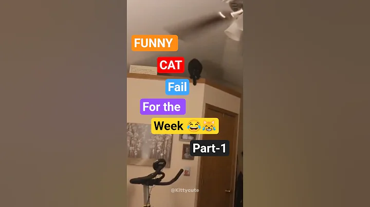 Video 11744931: cat fails compilation, best cat compilation, cats funny fail, cat cute funny love