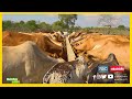 TBC1 A BETTER TOMORROW MODERN CATTLE FARMING