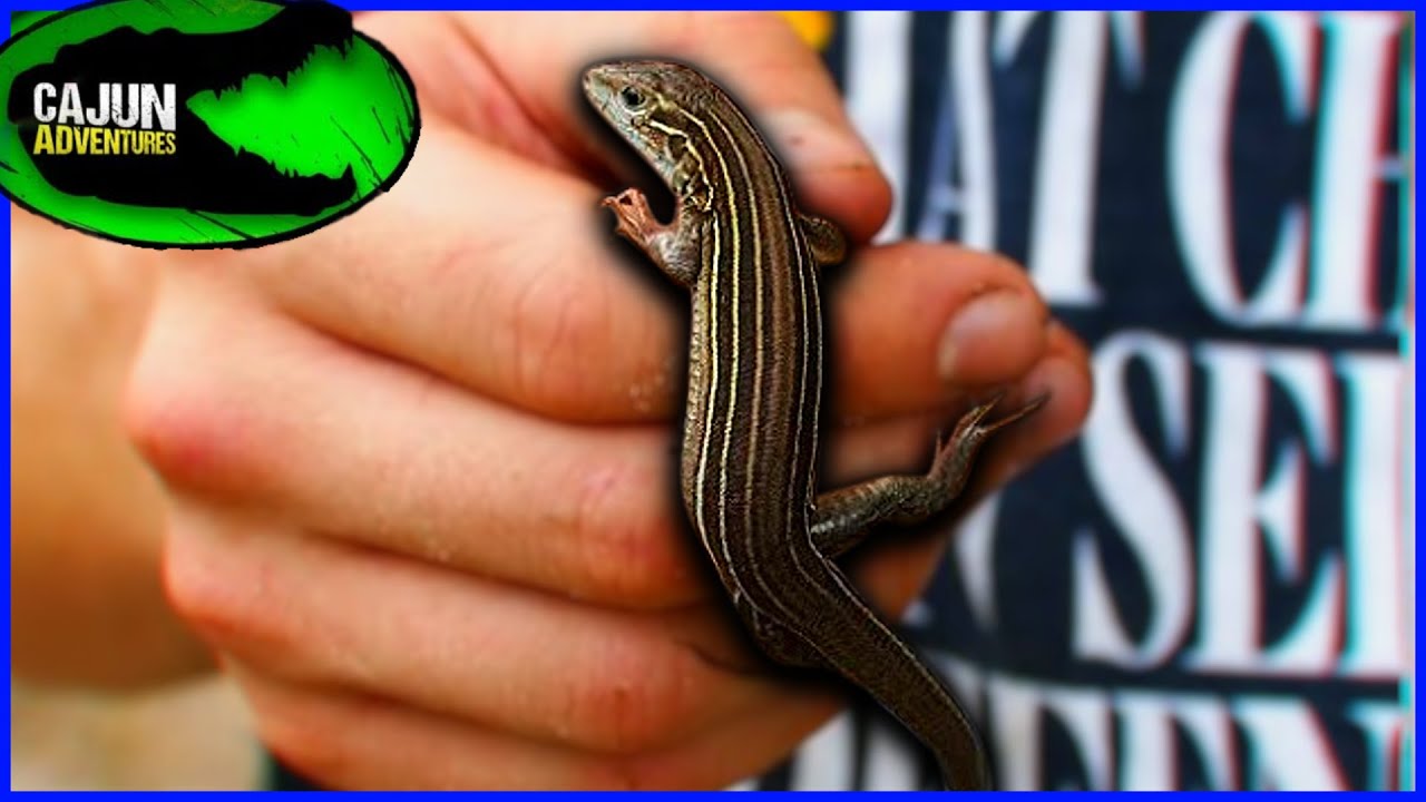 How to Catch a Lizard in 4 Simple Steps - A-Z Animals