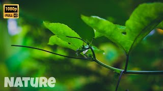 Nature FHD Video / Nature beauty Full HD / Rain Status ( Nature 4K )