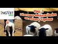 VLOG #1 Diarreas y desparacitacion de Ovejas, cabras ,Borregos y Chivos