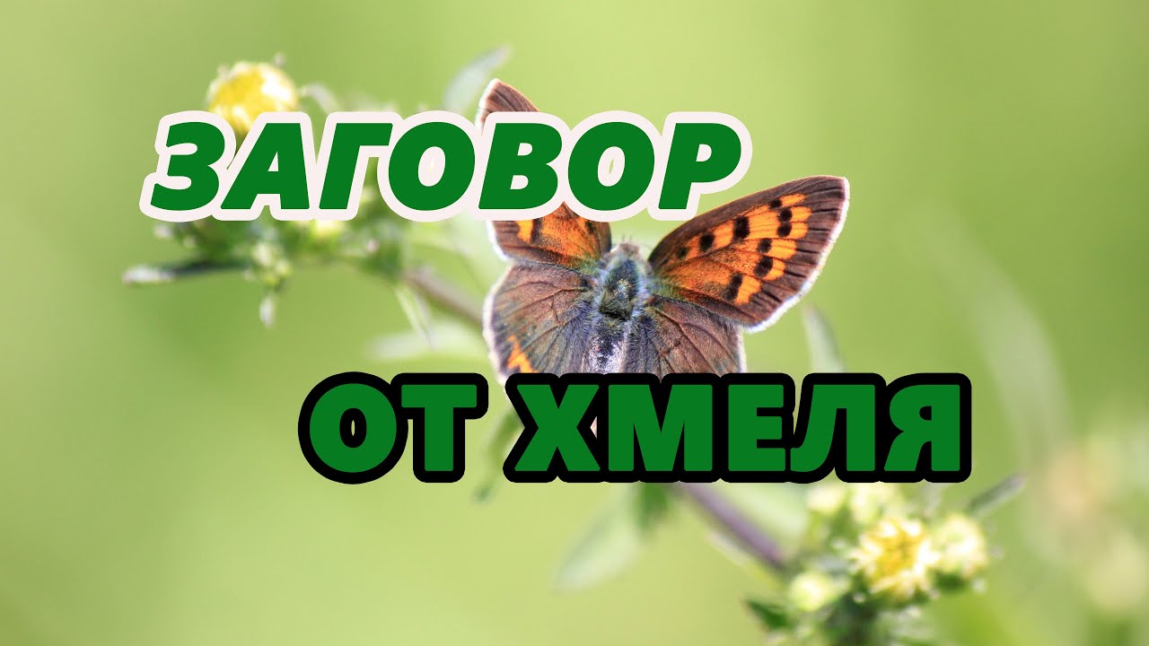 Заговор от хмеля. Помощь святого целителя Пантелеимона