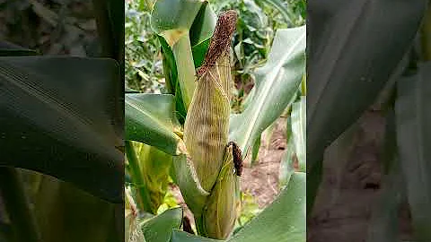 our newly established maize farm intercropped with pineapple