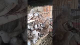 Download Lagu burung prekutut MP3