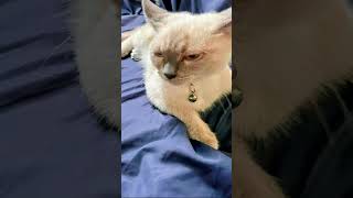 Cute naman nila❤️ #cat #comedy #students #pets #teampayaman #kitten #manila #trending