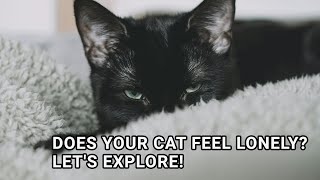 Does Your Cat Feel Lonely? Let's Explore!
