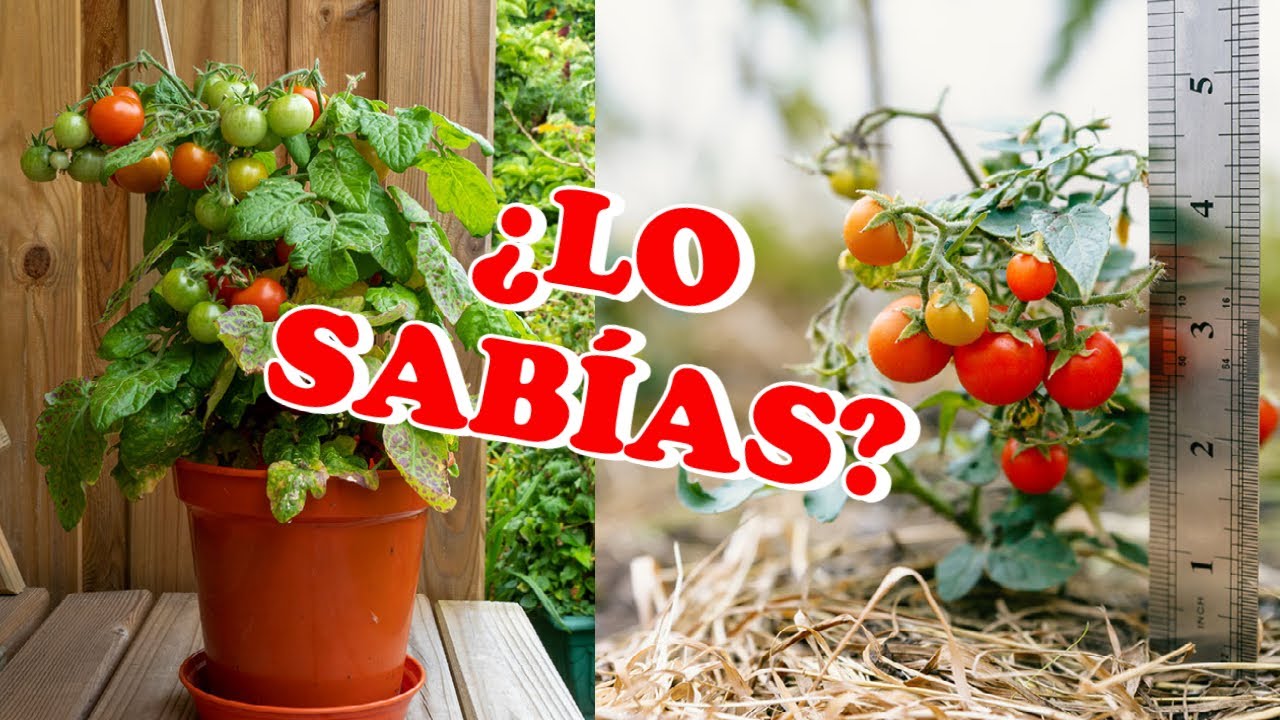 Tomateros determinados e indeterminados, todo lo que necesitas saber.