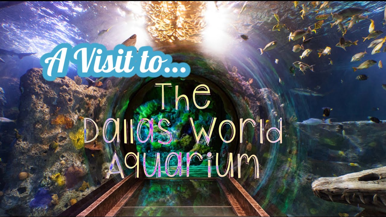 A Visit to the Dallas World Aquarium Dallas, TX YouTube