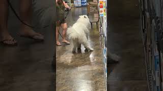 Dog Started to Let Excrement Out in a Shopping Place