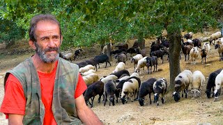 Επιστροφή στη φύση -Το κοπάδι του Χάρη | Η ζωή στο χωριό | Greek village Life