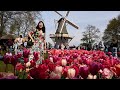 Весенние шоу Кёкенхофа в Нидерландах привлекают туристов со всего мира
