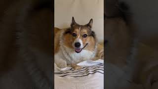 Winston Smiles 🐶😁💕👍🏻 #shorts #corgi #smile #happy #video