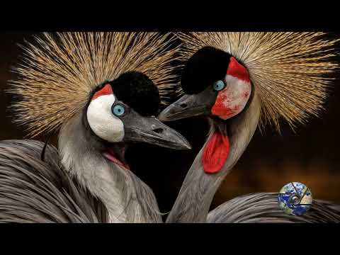 Video: 10 uccelli più colorati del mondo