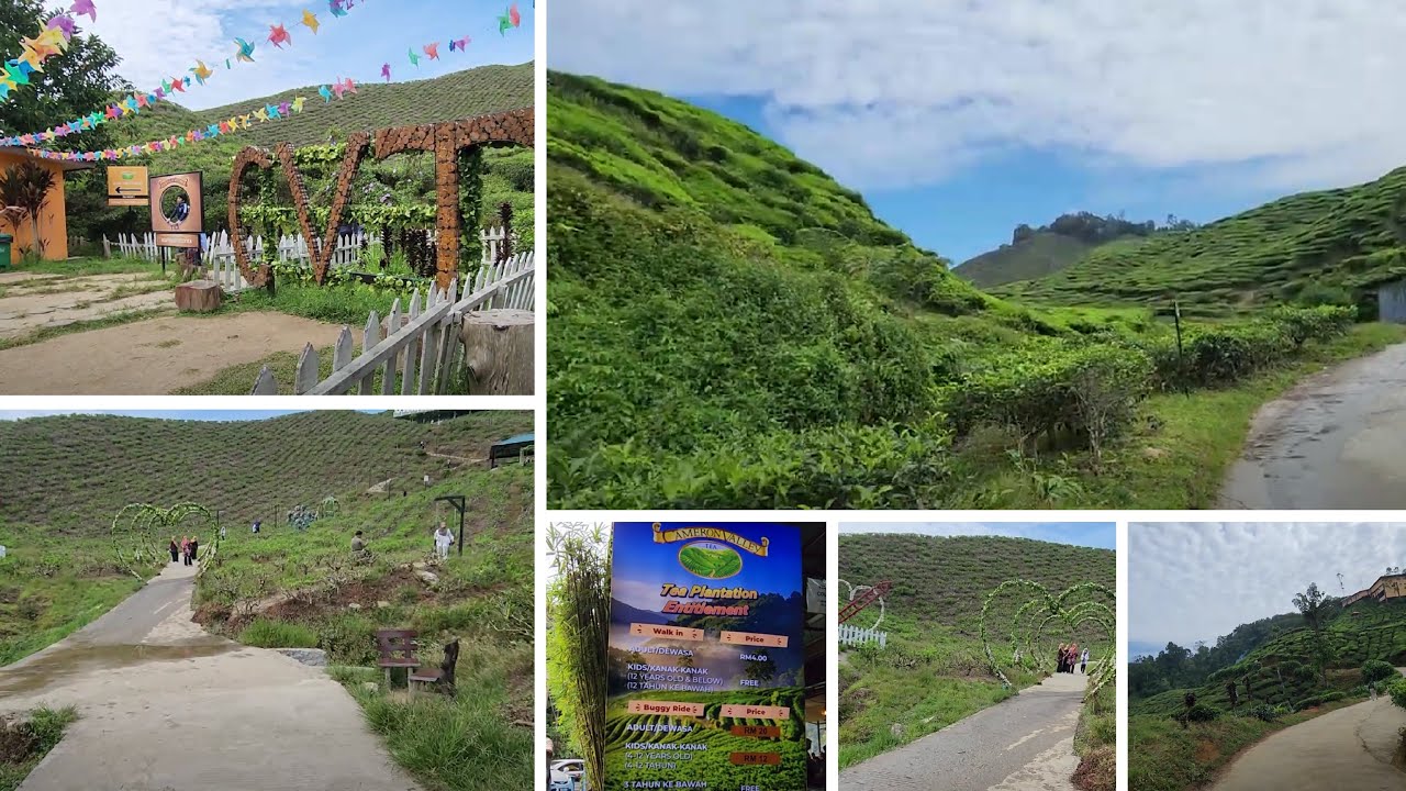 Cameron Valley Tea: Explore Scenic Tea Plantations & Enjoy Fresh Brews in Cameron Highlands Part 1