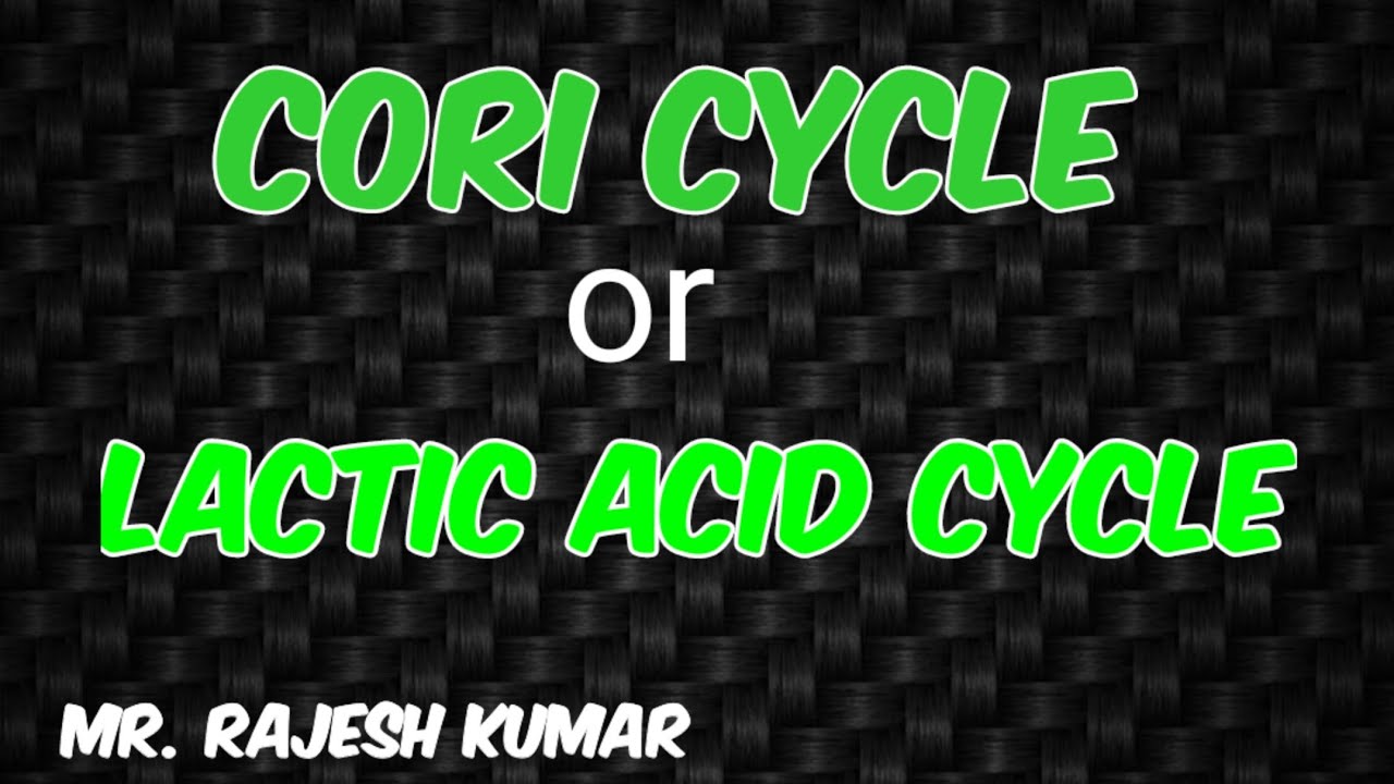 Cori Cycle Lactic Acid Cycle in Hindi YouTube