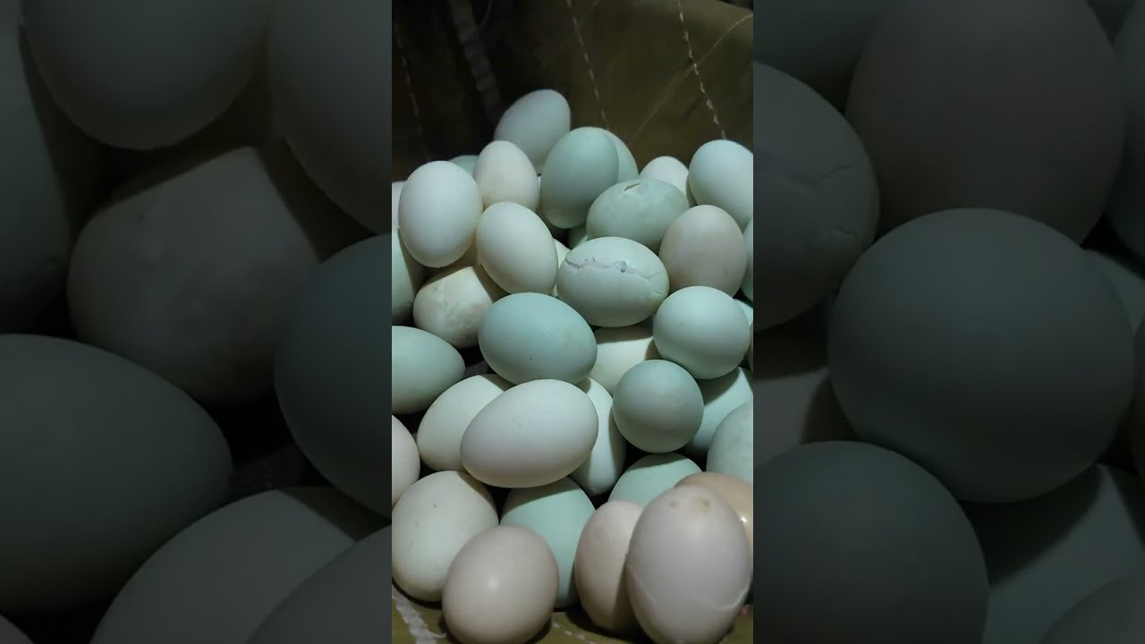 Extreme Eggs Peel Skills! This Man Sells Various Types of Boiled Eggs at Street