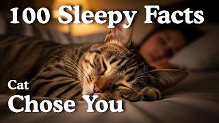 Psychology of Cats That Sleep With You | Sleepy Animal Science to Fall Asleep To